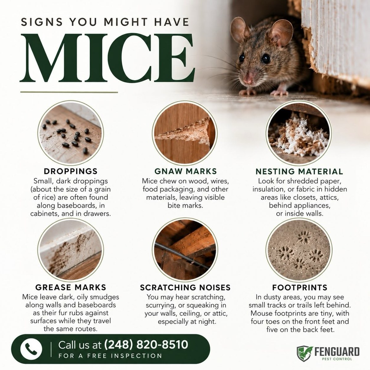 FenGuard's Signs You Might Have Mice guide: droppings, gnaw marks, nesting material, grease marks, scratching noises, footprints
