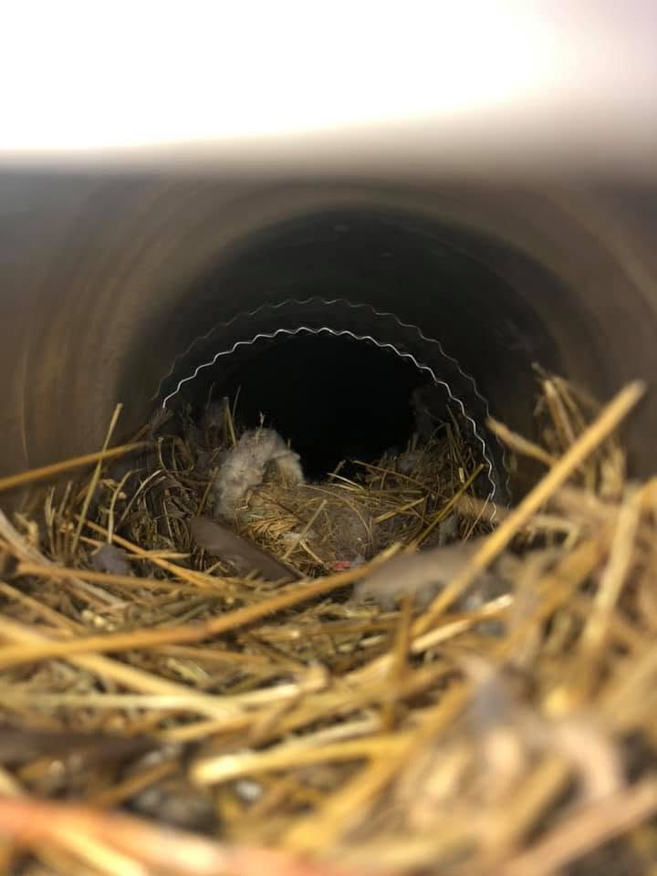A bird nest found inside a customer's duct run