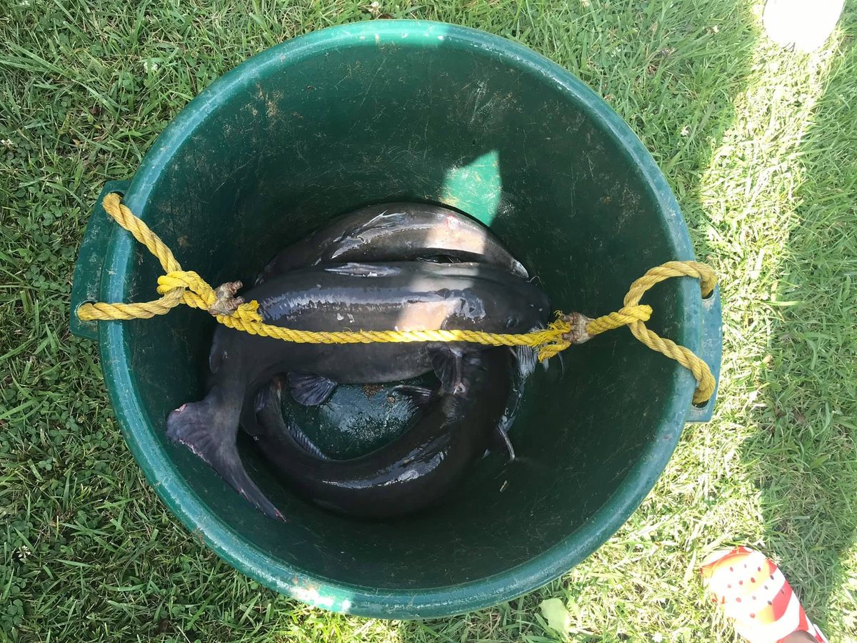 Fresh catfish in the stocking tub